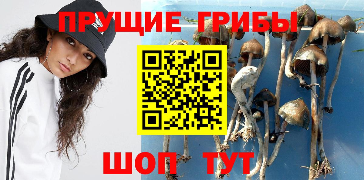 Псилоцибиновые грибы Psilocybine cubensis Россия